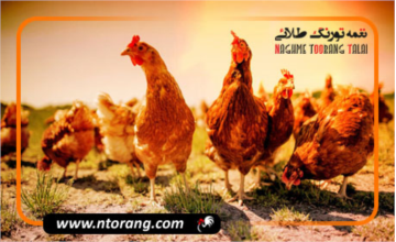 روش های درمان استرس گرمایی در طیور